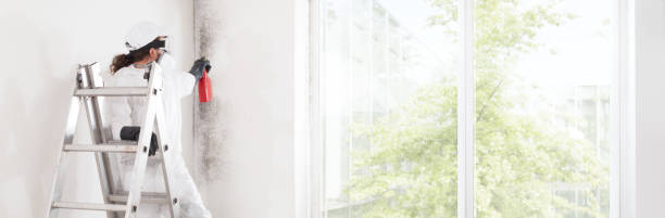 Best Attic Mold Removal  in West Deland, FL